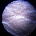 Leather identification in pictures – Single pigment colour by microscope