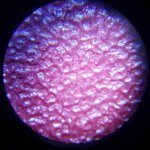 Leather identification in pictures – Vinyl by microscope top view